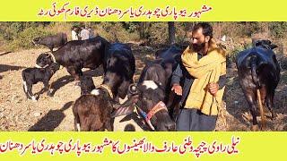 Nili Ravi chichawatani Arif wala Buffaloes in dongi mandi kotli mirpur | dairy farm dhanna khuiratta