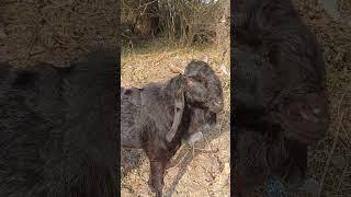 छत्तीसगढ़ का सबसे बड़ा बकरी बाज़ार मुंगेली जानें भाव Goat Market Price Mungeli Bakri bazar