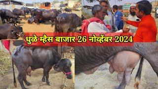 धुळे म्हैस बाजार live 🔴 26 नोव्हेंबर 2024 || dhule buffalo market