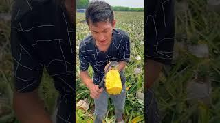 Cutting natural juicy pineapple, eating a juicy pineapple