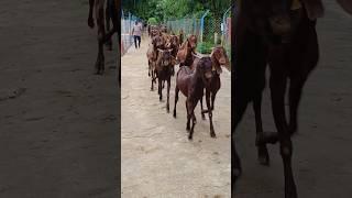 सिरोही नस्ल की बकरियां शाम के समय अपने बाड़े की तरफ़ भागती हुई। #goatfarming #goat #goatfarm ।।