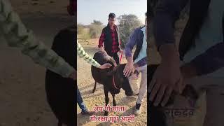 जय गौ माता यूथ आर्मी बीकानेर #shortvideo shortvideo