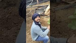 Jai hind nausary Bhiwadi Rajasthan में कौन कौन सी variety ke plant मिलते हैं और क्या कीमत है||