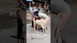 गौ सेवा शिवरीनारायण🚩🙏