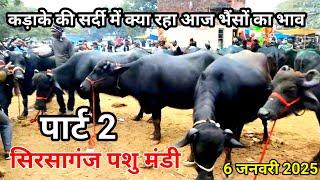 सिरसागंज पशु मंडी | Sirsaganj Pashu Mandi | पार्ट 2 सोमवार 6 जनवरी 2025 दिन सोमवार | Pashu Mandi