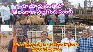 గూడూరు సంత లో తెలంగాణ నల్గొండ  మన SUBSCRIBRERS కు 3-4-5 నెలల పొట్టేలు పిల్లలు  ఇప్పించాను 20-12-2024