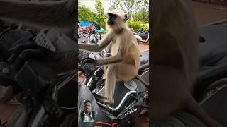 पतली कमर बोले हे हे दुमका लगा थोड़ा 🐒😀