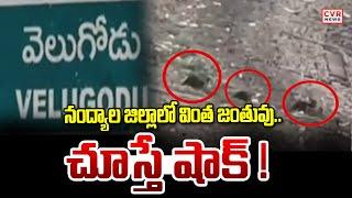 నంద్యాల జిల్లాలో వింత జంతువు.. చూస్తే షాక్ ! | Water dogs in Nandyal district | CVR NEWS