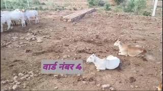 देश का एक मात्र नंदी अभ्यारण  खरकड़ी खुर्द ज्ञानपुरा बानसूर🥀🐄🐄🩺💉