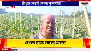 ত্রিপুরা খোয়াই জেলার কৃষকদের বেগুন চাষে ভালো ফলন!