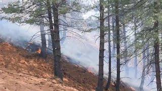 Devastating Forest Fire Ravages Chaupal Subdivision (Garampanchayat Dewat)