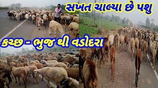 કચ્છ - ભુજ થી વડોદરા || સખત ચાલ્યા છે asvlogers999