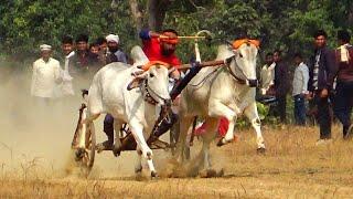 सावरी खैरलांजी पट फास्ट राउंड)👿शुक्ला जी सिवनी गब्बर राना बैलजोड़ी रेस वीडियो ox race mp seoni 24।