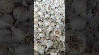 कुक्षी मंडी में लहसुन का भाव || lahsun ka Rate Today || garlic rate