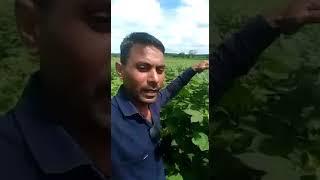 पराठी - कपास रिजल्ट!! बेसुर -उमरेड 🌾वेस्टीज एग्री 🌾