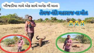 પાલીતાણા તાલુકા ના ખીજડીયા ગામે એક સાથે અનેક ગૌ માતા તેમજ નંદી મહારાજ ના મોત કેમ આવુ કરે છે 😭😭😭😭😭😭😭😭