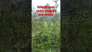 আদমের কদম ধরে আমাকে দে মোরে গজল