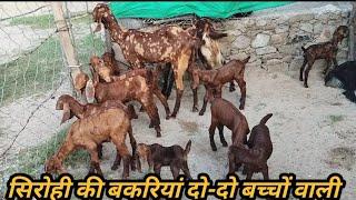 सिरोही बकरियां दो दो बच्चों के साथ ₹10000How to start goat/farming |(India's largest goat farming