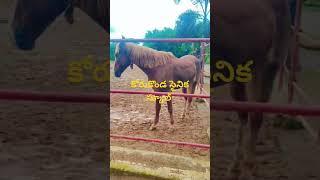 కోరుకొండ సైనిక స్కూల్ #sainikschool #please subscribe my channel