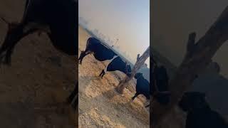 गौ रक्षा दल कैथल व पुलिस प्रशासन द्वारा गोवंश से भरी हुई गाड़ी की क़ाबू । जय गौ माता की