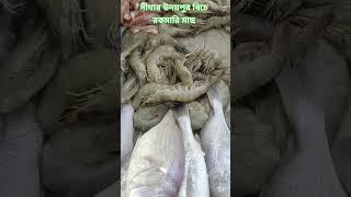 , দীঘার উদয়পুর বিচে রকমারি মাছ #shortvideo #youtubevideo #mousume Kour