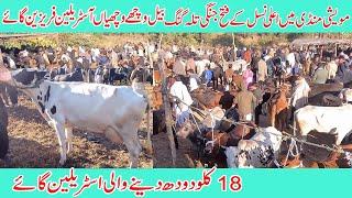 Animal market dongi kotli mirpur Fateh jangi talagang bull domail mandi bull Australian friesian cow