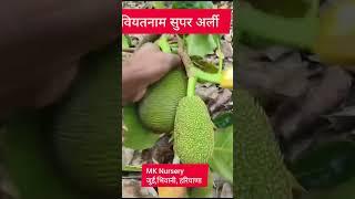 वियतनाम सुपर अर्ली जैकफ्रूट, MK Nursery जुई भिवानी हरियाणा