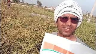 तहसील तिजारा जिला खैरथल राजस्थान farmer से जानिए L 49 सरसों की कहानी 9327131589