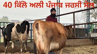 75086-86110 , 40 ਕਿਲੋ ਦੁੱਧ ਵਾਲੀ ਪੰਜਾਬ ਜਰਸੀ ਸੇਲ ਏਰੀਆ ਬਰਨਾਲਾ