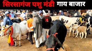 Sirsaganj Pashu Mandi | सिरसागंज पशु मेला | cow for sale market | Pashu Mandi