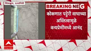 Chiplun Tiger News : शिरगाव, तळसरच्या जंगलात आढळले पट्टेरी वाघांच्या पायांचं ठसे