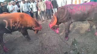 Rama vs Raja hele ki takkar chandur railway Amravati