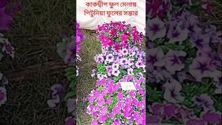 কাকদ্বীপ ফুল মেলা 2025 এ প্রদর্শিত ফুল পিটুনিয়া