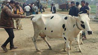 আজ ৯ জানুয়ারি ২৫ | বাচ্চাসহ ফ্রিজিয়ান গাভী গরুর দাম | রানীগঞ্জ হাট | দিনাজপুর