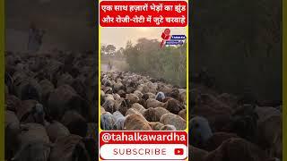 Sheep Farming Wardha । हजारों भेड़ों की झुंड़ । भेड़ पालन ।