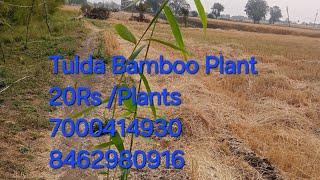 Bamboo Plants in Dhar Indore Madhya Pradesh 7000414930 SANJAY ALERIYA 8462980916