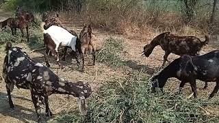 खेजड़ी खाती हुई सिरोही और अजमेरी बकरियां