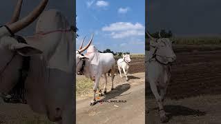 Mudhol race bulls||🙏ಮುಧೋಳ ಮಾದ್ಯಾ & ಬಬಲಾದಿ ಸರ್ಜಾ 🔥🚩