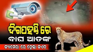 ଦିଗପହଣ୍ଡି ରେ ବାଘ ଆତଙ୍କ  CCTV ରେ ହେଲା କଏଦ୍ II PRABHATA NEWS ODIYA