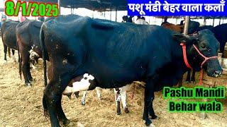 पशू मंडी बेहरवाला कला 8/1/2025 स्टेट राजस्थान ज़िला हनुमानगढ़ Pashu Mandi Beharwala   Farmtalk