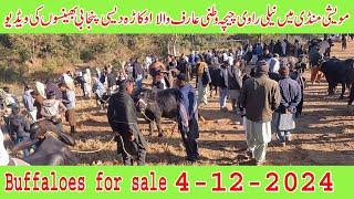 Cattle market dongi mandi kotli mirpur nili Ravi chichawatani Arifwala okara buffaloes kharian mandi