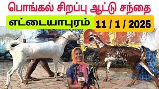 11 / 1 / 2025 / எட்டையபுரம் பொங்கல் ஆட்டு சந்தை கடைசி நாள்