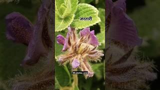 ✅[ Kas Plateau Satara Flowers Flower Maharashtra Karavi Sonaki कारवी कास सातारा