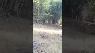 Bandhavgarh tiger road side