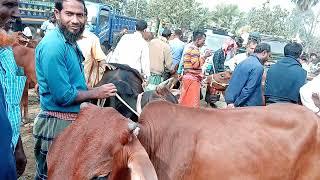 জানুয়ারি ২০২৫ | বড়ো বড়ো মোটাতাজা গরুর দাম জানুন | গরুর বাজার | রানীগঞ্জ হাট |