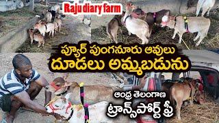 ప్యూర్ పుంగనూరు ఆవులు దూడలు అమ్మబడును Pure punganur cows For Sale in Andhra ||