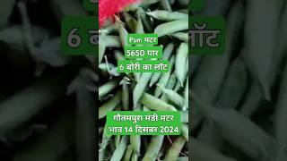 गौतमपुरा मंडी मटर भाव 14 दिसंबर 2024