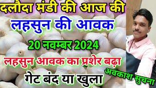 दलौदा मंडी आज की लहसुन की आवक 20 नवम्बर 2024 |garlic arrival today daloda