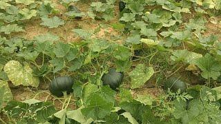 Hybrid Pumpkin Drona, Kolar Karnataka November 2024