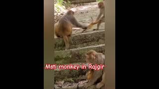 Monkey in Rajgir Nalanda